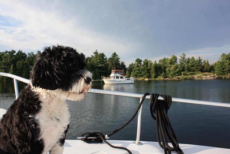 boating with dogs